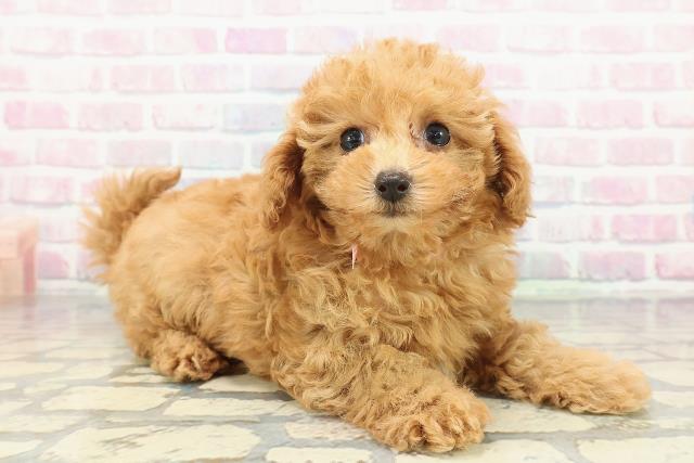 東京都のトイプードル(トイ) (Coo&RIKU赤坂店/2025年12月28日生まれ/女の子/アプリコット)の子犬の3枚目の画像