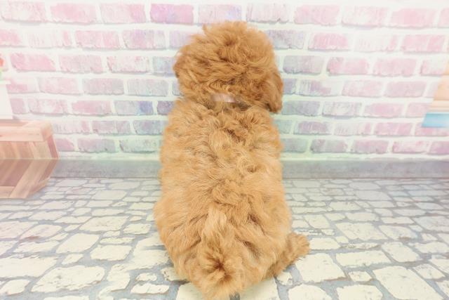 東京都のトイプードル(トイ) (Coo&RIKU赤坂店/2025年12月28日生まれ/女の子/アプリコット)の子犬の4枚目の画像