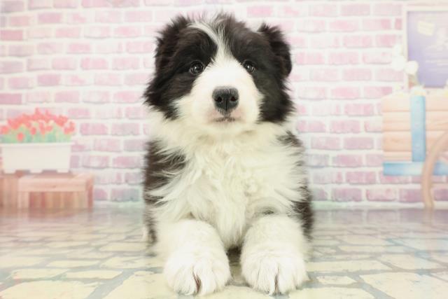 東京都のボーダーコリー (Coo&RIKU練馬店/2025年12月25日生まれ/女の子/ブラックホワイト)の子犬の1枚目の画像