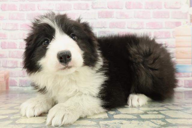 東京都のボーダーコリー (Coo&RIKU練馬店/2025年12月25日生まれ/女の子/ブラックホワイト)の子犬の2枚目の画像