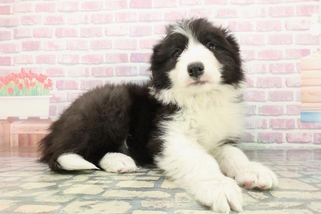 東京都のボーダーコリー (Coo&RIKU練馬店/2025年12月25日生まれ/女の子/ブラックホワイト)の子犬の3枚目の画像