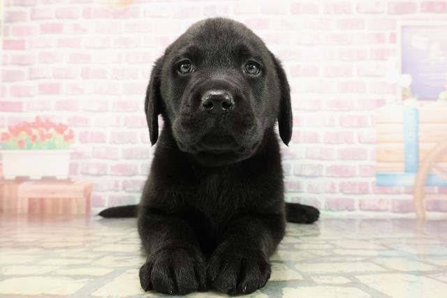 千葉県のラブラドールレトリーバー (Coo&RIKU若葉都賀店/2025年12月23日生まれ/男の子/ブラック)の子犬の1枚目の画像