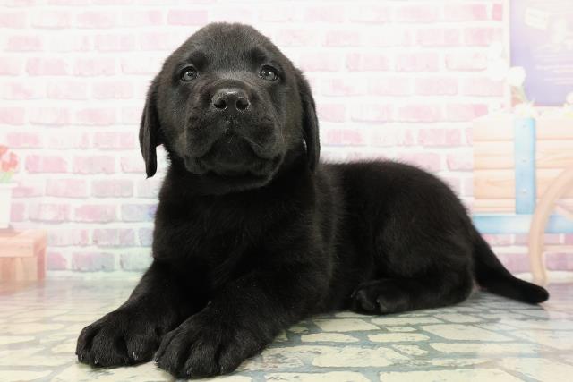 千葉県のラブラドールレトリーバー (Coo&RIKU若葉都賀店/2025年12月23日生まれ/男の子/ブラック)の子犬の2枚目の画像