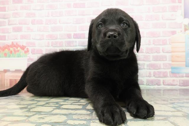 千葉県のラブラドールレトリーバー (Coo&RIKU若葉都賀店/2025年12月23日生まれ/男の子/ブラック)の子犬の3枚目の画像