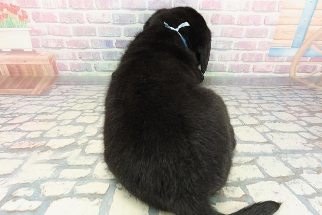 千葉県のラブラドールレトリーバー (Coo&RIKU若葉都賀店/2025年12月23日生まれ/男の子/ブラック)の子犬の4枚目の画像