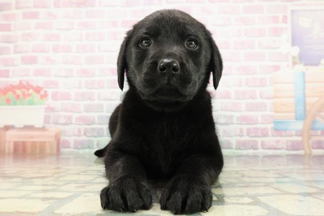 千葉県のラブラドールレトリーバー (Coo&RIKUフレスポ稲毛店/2025年12月23日生まれ/女の子/ブラック)の子犬の1枚目の画像