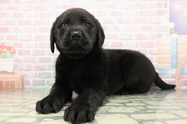 千葉県のラブラドールレトリーバー (Coo&RIKUフレスポ稲毛店/2025年12月23日生まれ/女の子/ブラック)の子犬の2枚目の画像