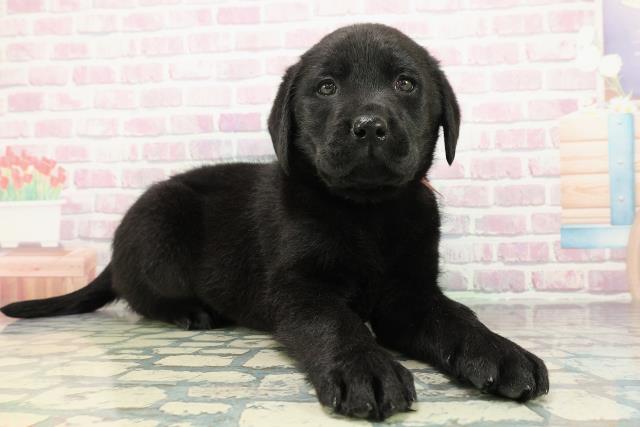 千葉県のラブラドールレトリーバー (Coo&RIKUフレスポ稲毛店/2025年12月23日生まれ/女の子/ブラック)の子犬の3枚目の画像