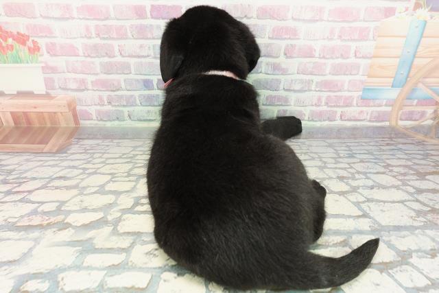 千葉県のラブラドールレトリーバー (Coo&RIKUフレスポ稲毛店/2025年12月23日生まれ/女の子/ブラック)の子犬の4枚目の画像
