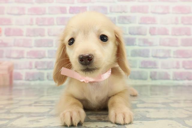 東京都のカニンヘンダックスフンド(ロング) (Coo&RIKU足立本店/2025年12月21日生まれ/女の子/イエロー)の子犬の1枚目の画像