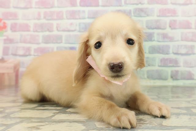 東京都のカニンヘンダックスフンド(ロング) (Coo&RIKU足立本店/2025年12月21日生まれ/女の子/イエロー)の子犬の3枚目の画像