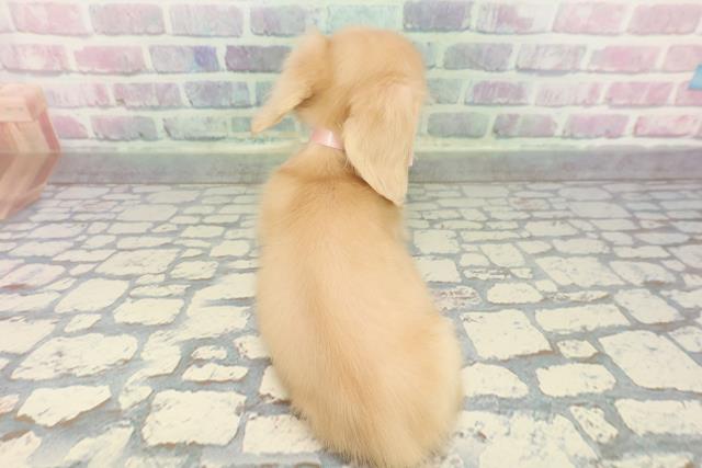 東京都のカニンヘンダックスフンド(ロング) (Coo&RIKU足立本店/2025年12月21日生まれ/女の子/イエロー)の子犬の4枚目の画像