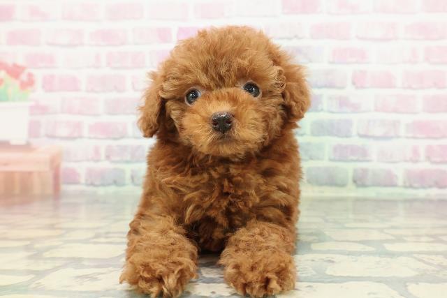 東京都のトイプードル(トイ) (Coo&RIKU三軒茶屋店/2025年12月21日生まれ/女の子/レッド)の子犬の1枚目の画像