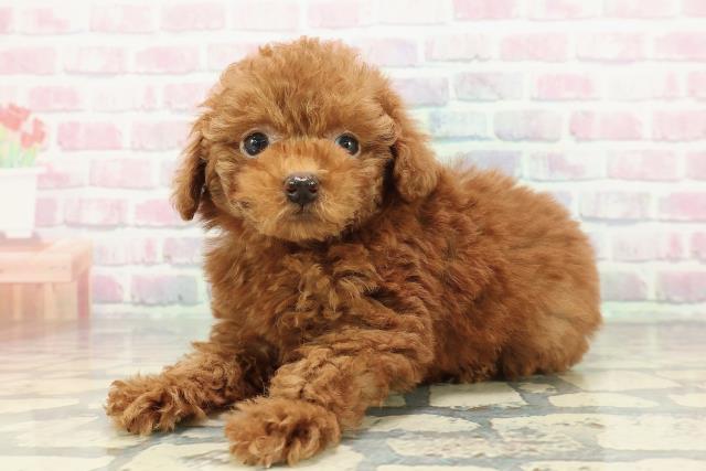 東京都のトイプードル(トイ) (Coo&RIKU三軒茶屋店/2025年12月21日生まれ/女の子/レッド)の子犬の2枚目の画像