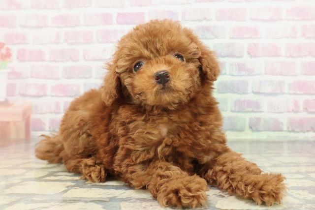 東京都のトイプードル(トイ) (Coo&RIKU三軒茶屋店/2025年12月21日生まれ/女の子/レッド)の子犬の3枚目の画像