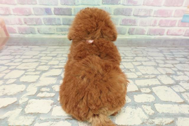 東京都のトイプードル(トイ) (Coo&RIKU三軒茶屋店/2025年12月21日生まれ/女の子/レッド)の子犬の4枚目の画像