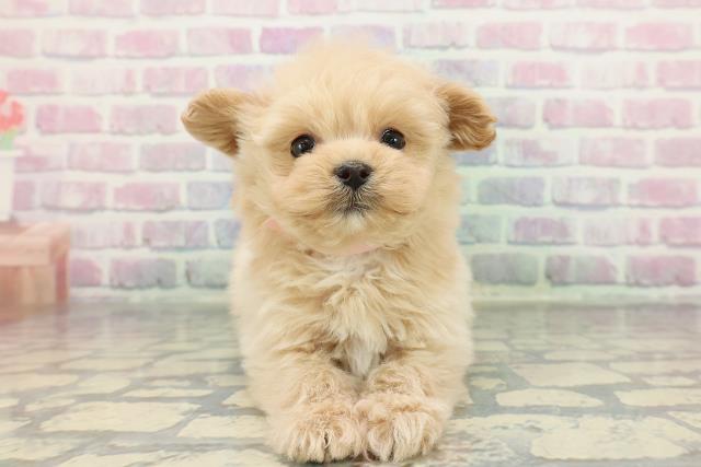 千葉県のポメプー(ポメラニアン×プードル) (Coo&RIKU若葉都賀店/2025年12月28日生まれ/女の子/アプリコットホワイト)の子犬