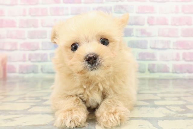 神奈川県のポメプー(ポメラニアン×プードル) (Coo&RIKUパウ川崎店/2025年12月28日生まれ/女の子/アプリコットホワイト)の子犬の1枚目の画像