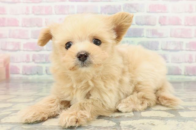 神奈川県のポメプー(ポメラニアン×プードル) (Coo&RIKUパウ川崎店/2025年12月28日生まれ/女の子/アプリコットホワイト)の子犬の2枚目の画像