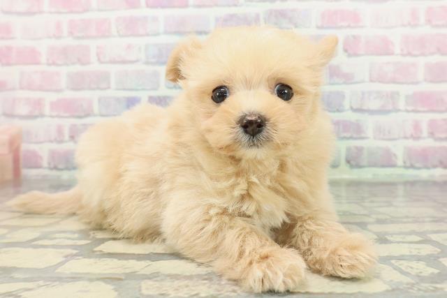 神奈川県のポメプー(ポメラニアン×プードル) (Coo&RIKUパウ川崎店/2025年12月28日生まれ/女の子/アプリコットホワイト)の子犬の3枚目の画像