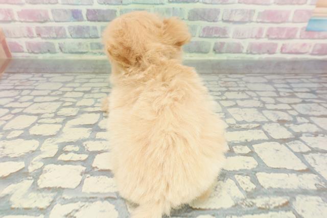 神奈川県のポメプー(ポメラニアン×プードル) (Coo&RIKUパウ川崎店/2025年12月28日生まれ/女の子/アプリコットホワイト)の子犬の4枚目の画像