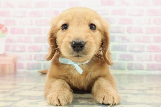 東京都のミニチュアダックスフンド(ロング) (Coo&RIKU三軒茶屋店/2025年12月30日生まれ/男の子/ゴールド)の子犬の1枚目の画像