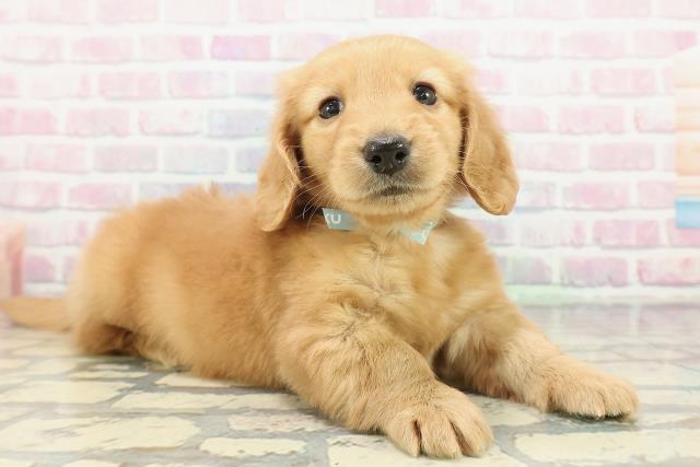 東京都のミニチュアダックスフンド(ロング) (Coo&RIKU三軒茶屋店/2025年12月30日生まれ/男の子/ゴールド)の子犬の3枚目の画像