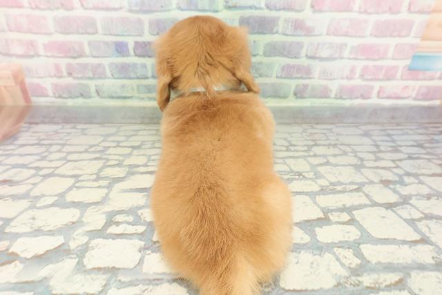 東京都のミニチュアダックスフンド(ロング) (Coo&RIKU三軒茶屋店/2025年12月30日生まれ/男の子/ゴールド)の子犬の4枚目の画像