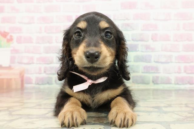 東京都のミニチュアダックスフンド(ロング) (Coo&RIKU練馬店/2025年12月31日生まれ/女の子/ブラックタン)の子犬の1枚目の画像