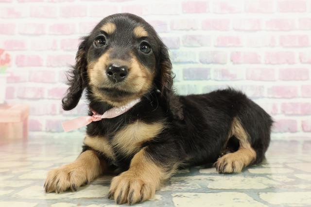 東京都のミニチュアダックスフンド(ロング) (Coo&RIKU練馬店/2025年12月31日生まれ/女の子/ブラックタン)の子犬の2枚目の画像