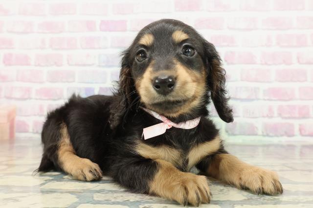 東京都のミニチュアダックスフンド(ロング) (Coo&RIKU練馬店/2025年12月31日生まれ/女の子/ブラックタン)の子犬の3枚目の画像