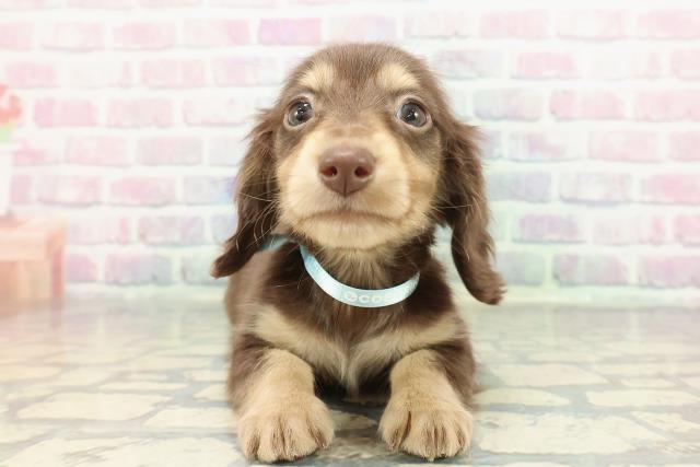 東京都のミニチュアダックスフンド(ロング) (Coo&RIKU練馬店/2025年12月31日生まれ/男の子/チョコレートイエロー)の子犬の1枚目の画像