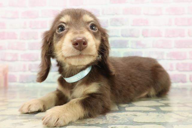 東京都のミニチュアダックスフンド(ロング) (Coo&RIKU練馬店/2025年12月31日生まれ/男の子/チョコレートイエロー)の子犬の2枚目の画像