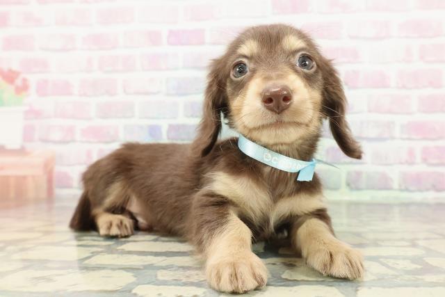 東京都のミニチュアダックスフンド(ロング) (Coo&RIKU練馬店/2025年12月31日生まれ/男の子/チョコレートイエロー)の子犬の3枚目の画像