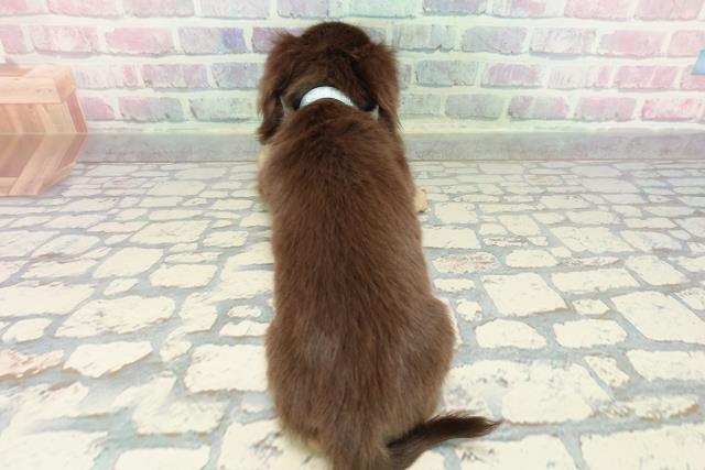 東京都のミニチュアダックスフンド(ロング) (Coo&RIKU練馬店/2025年12月31日生まれ/男の子/チョコレートイエロー)の子犬の4枚目の画像