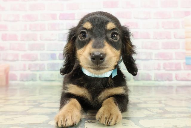 埼玉県のミニチュアダックスフンド(ロング) (Coo&RIKUヤオコー幸手店/2025年12月31日生まれ/男の子/ブラックタン)の子犬の1枚目の画像