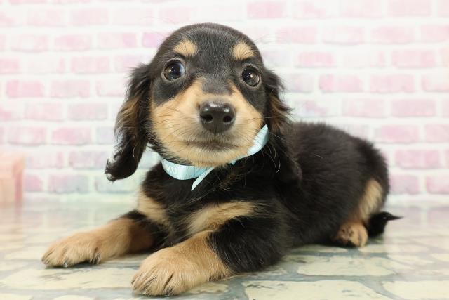 埼玉県のミニチュアダックスフンド(ロング) (Coo&RIKUヤオコー幸手店/2025年12月31日生まれ/男の子/ブラックタン)の子犬の2枚目の画像