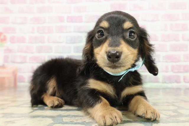 埼玉県のミニチュアダックスフンド(ロング) (Coo&RIKUヤオコー幸手店/2025年12月31日生まれ/男の子/ブラックタン)の子犬の3枚目の画像