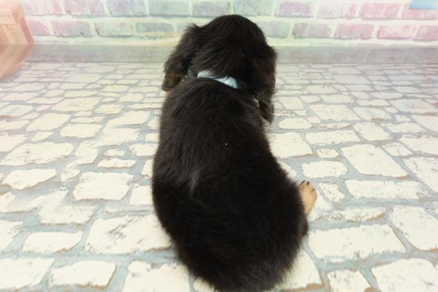 埼玉県のミニチュアダックスフンド(ロング) (Coo&RIKUヤオコー幸手店/2025年12月31日生まれ/男の子/ブラックタン)の子犬の4枚目の画像