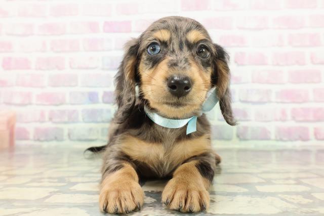 東京都のミニチュアダックスフンド(ロング) (Coo&RIKU武蔵小山店/2025年12月31日生まれ/男の子/シルバーダップル)の子犬の1枚目の画像