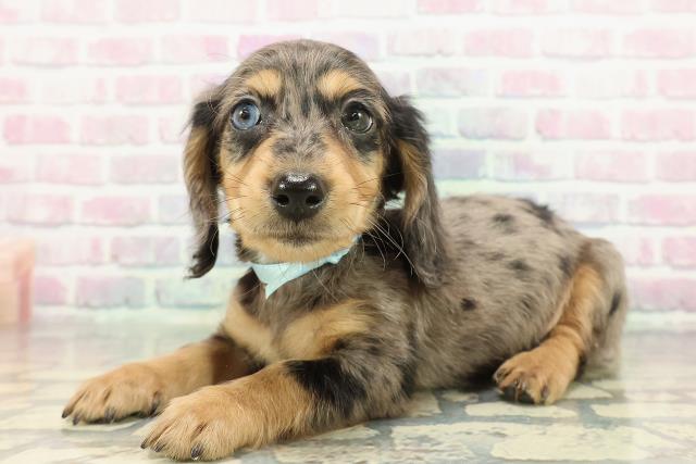 東京都のミニチュアダックスフンド(ロング) (Coo&RIKU武蔵小山店/2025年12月31日生まれ/男の子/シルバーダップル)の子犬の2枚目の画像