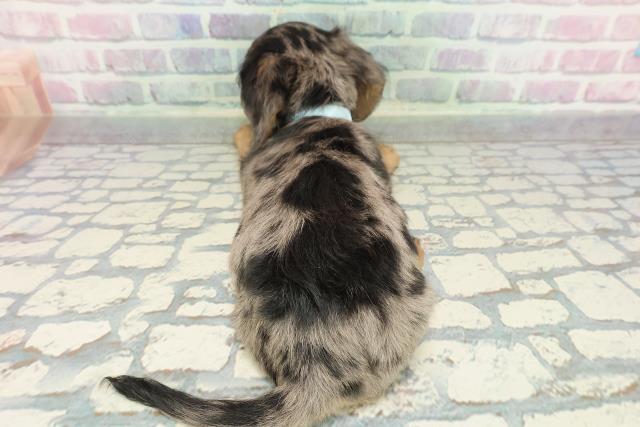 東京都のミニチュアダックスフンド(ロング) (Coo&RIKU武蔵小山店/2025年12月31日生まれ/男の子/シルバーダップル)の子犬の4枚目の画像