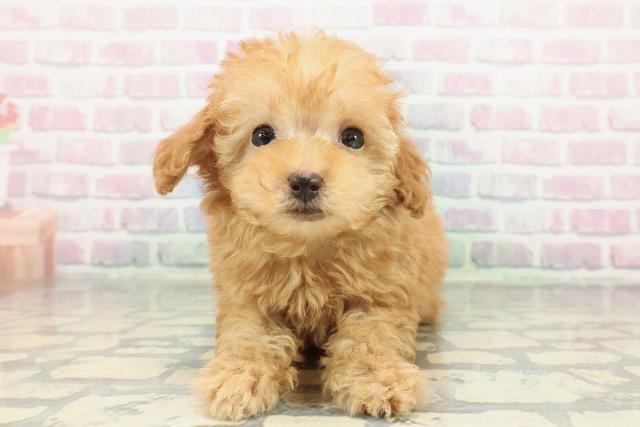 埼玉県のトイプードル(トイ) (Coo&RIKU草加バイパス店/2025年12月21日生まれ/男の子/アプリコット)の子犬
