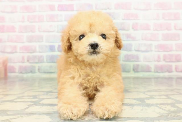 東京都のトイプードル(トイ) (Coo&RIKU武蔵小山店/2025年12月28日生まれ/女の子/アプリコット)の子犬の1枚目の画像