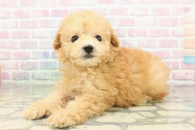 東京都のトイプードル(トイ) (Coo&RIKU武蔵小山店/2025年12月28日生まれ/女の子/アプリコット)の子犬の2枚目の画像