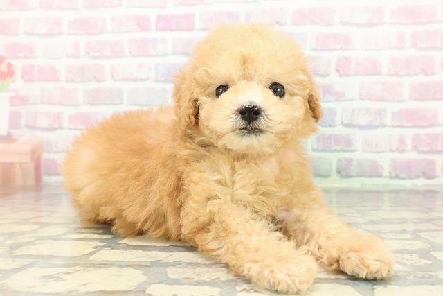 東京都のトイプードル(トイ) (Coo&RIKU武蔵小山店/2025年12月28日生まれ/女の子/アプリコット)の子犬の3枚目の画像