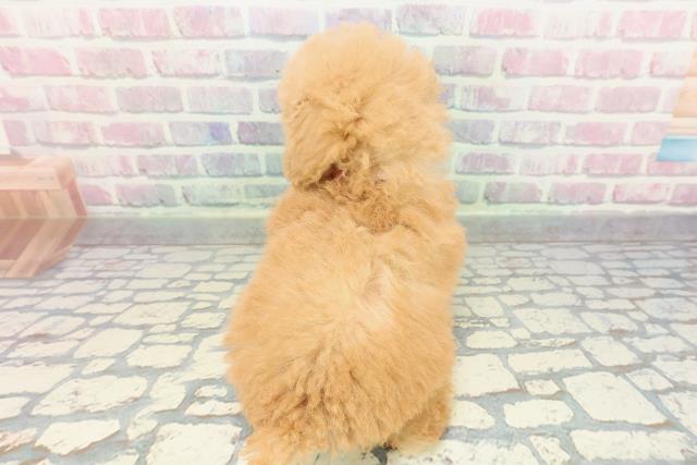 東京都のトイプードル(トイ) (Coo&RIKU武蔵小山店/2025年12月28日生まれ/女の子/アプリコット)の子犬の4枚目の画像