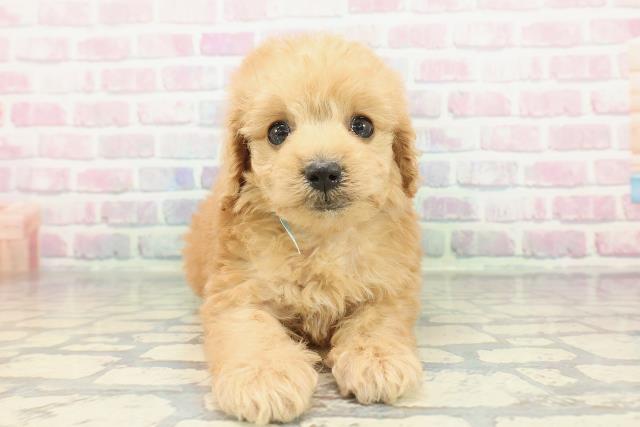 東京都のトイプードル(トイ) (Coo&RIKU板橋店/2025年12月28日生まれ/男の子/アプリコット)の子犬の1枚目の画像