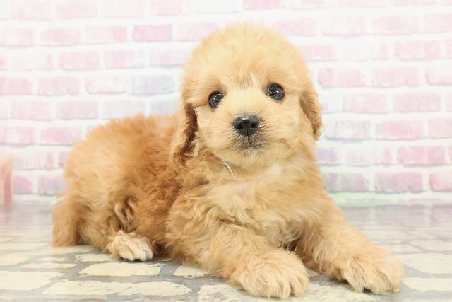 東京都のトイプードル(トイ) (Coo&RIKU板橋店/2025年12月28日生まれ/男の子/アプリコット)の子犬の3枚目の画像