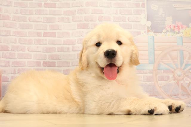 岐阜県のゴールデンレトリバー (Coo&RIKU各務原店/2025年3月16日生まれ/女の子/ゴールデン)の子犬の2枚目の画像